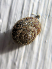 Microxeromagna lowei