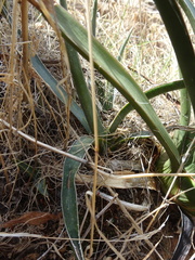Agave schottii treleasei