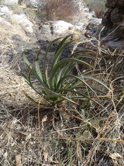 Agave schottii treleasei