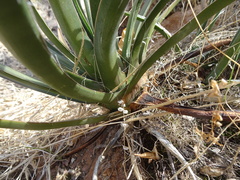 Agave schottii treleasei