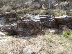 Agave schottii treleasei