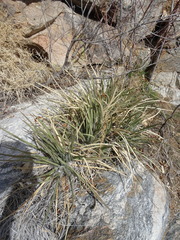 Agave schottii schottii