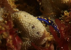 Dysideidae