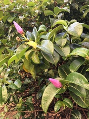 Cryptostegia