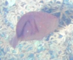 Poralia
