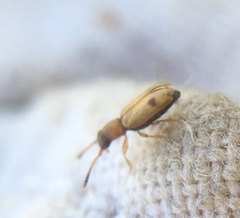 Psammoecus bipunctatus