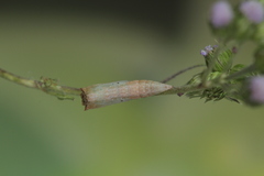 Cyclophora coecaria