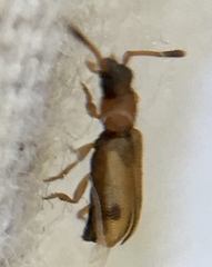 Psammoecus bipunctatus