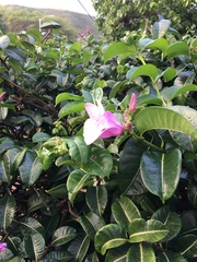 Cryptostegia