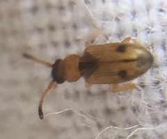 Psammoecus bipunctatus