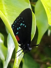 Eumaeus atala