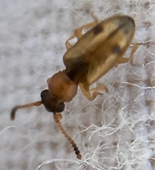 Psammoecus bipunctatus
