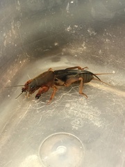 Gryllotalpa australis