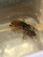 Gryllotalpa australis