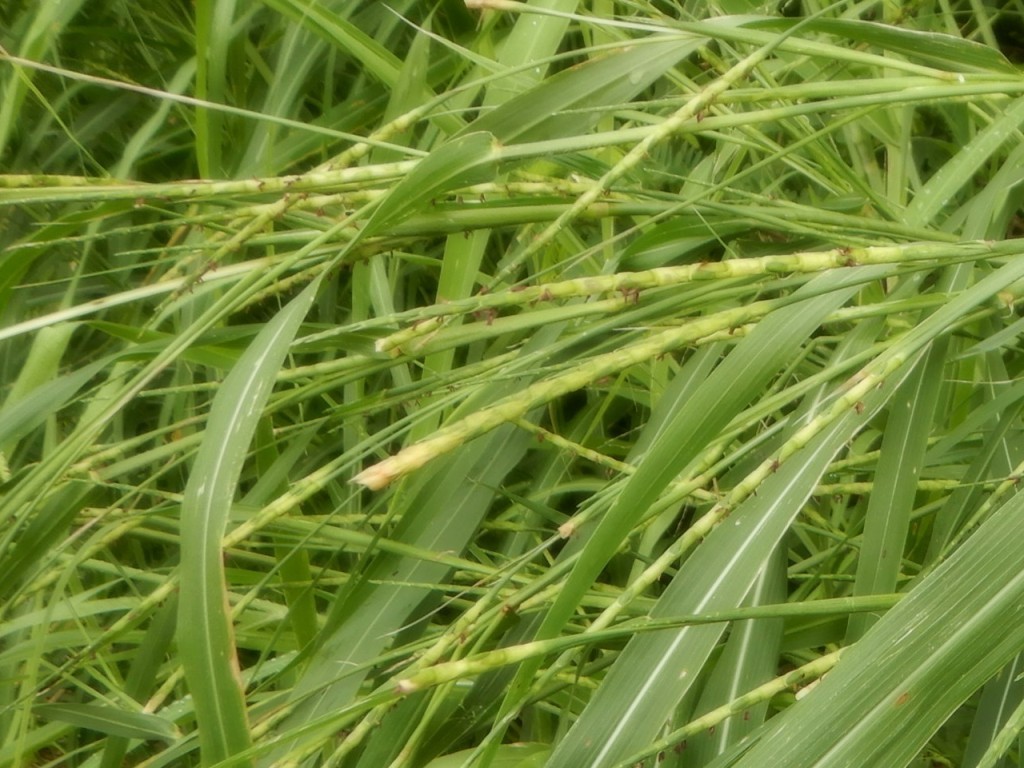 Coelorachis rottboellioides (Mt. Pulag Biodiversity) · iNaturalist