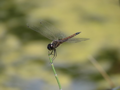 Tramea cophysa