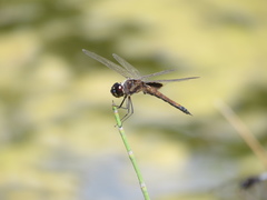 Tramea cophysa