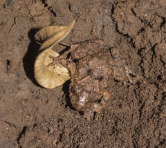 Eupsophus vertebralis