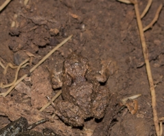 Eupsophus vertebralis