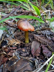 Hygrocybe