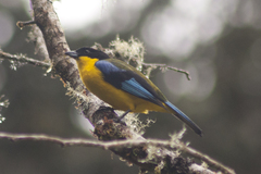 Anisognathus somptuosus