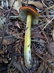 Hygrocybe