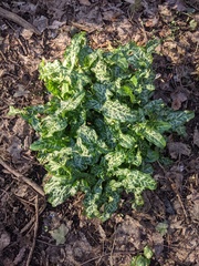 Arum italicum italicum