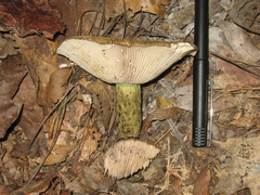 Lactarius atroviridis