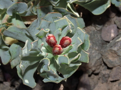 Alstroemeria spathulata