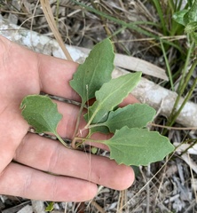 Eupatorium mikanioides