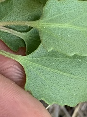 Eupatorium mikanioides