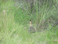 Rhynchotus rufescens