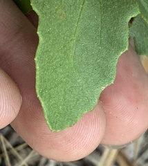 Eupatorium mikanioides
