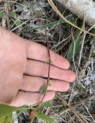 Eupatorium mikanioides