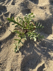 Cakile maritima