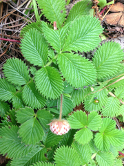 Fragaria nilgerrensis