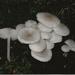 Mycena laevigata - Photo (c) Buck McAdoo, some rights reserved (CC BY-NC), uploaded by Buck McAdoo