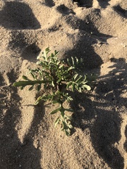 Cakile maritima