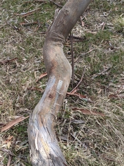 Eucalyptus petiolaris
