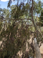Eucalyptus petiolaris