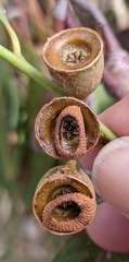 Eucalyptus petiolaris