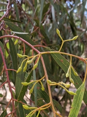 Eucalyptus petiolaris