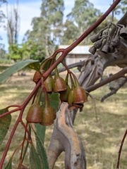 Eucalyptus petiolaris