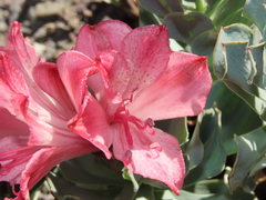 Alstroemeria spathulata