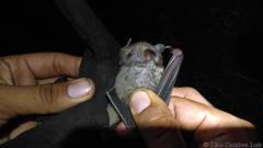 Artibeus jamaicensis