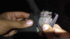 Artibeus jamaicensis