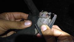 Artibeus jamaicensis