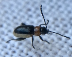 Longitarsus dorsalis