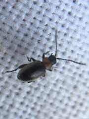 Longitarsus dorsalis