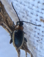 Longitarsus dorsalis